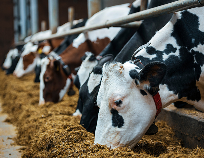 Animal Feed