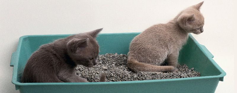 Cat litter Bentonit